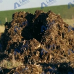 Pig Manure